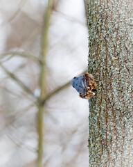 Sticker - Vertical shot of a nuthatch bird on a tree in a snowy forest