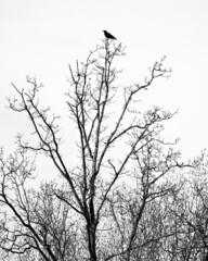 Sticker - Vertical shot of a bird on a tree