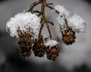 Sticker - Closeup shot of a dry plant under the snow