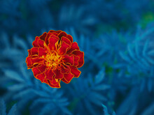 One Large Marigold Flower, Close-up Shot, Top View.