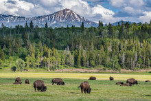 Bison Graze In Meadow, Grand Teton National Park, Wyoming
