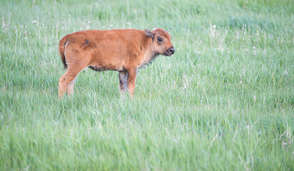 Canvas Print - Bison calf in meadow, Grand Teton National Park, Wyoming