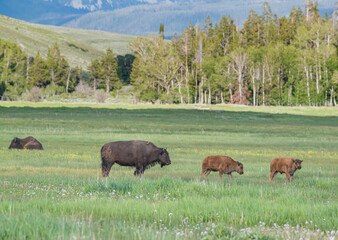 Canvas Print - Bison with calf in meadow, Grand Teton National Park, Wyoming