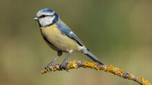 Blue And Yellow(Eurasian Blue Tit)