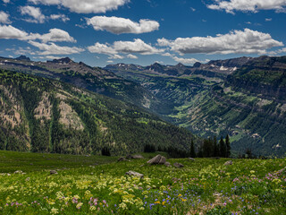 Sticker - USA, Wyoming. Wildflowers and view of Teton Canyon and Teton Mountains.