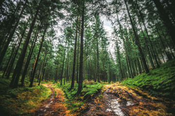 Wall Mural - pine trees in the forest
