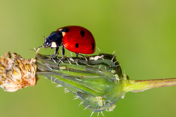 Wall Mural - ladybug is eating aphids