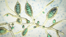 Microscopic Fungi Microsporum Canis, Scientific 3D Illustration