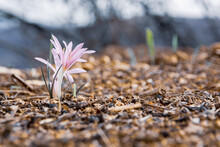 Pink Flower Growing Out Of Burned Ground Part Of A Forest Reival