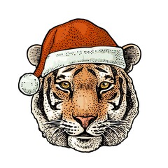 Wall Mural - Tiger head dressed Santa Claus hat. Vintage color engraving illustration for poster. Isolated on white