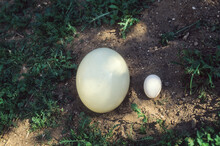 Ostrich Egg And Chicken Egg