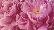 Pink Peonies In Pastel Colors Close-up, Flower Pattern.