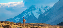 Guanaco Com Montanhas Nevadas Ao Fundo Em Torres Del Paine, Chile