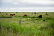 Cows grazing in a pasture with plenty of space, sustainable animal husbandry, organic products