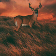 A Deer In The Prairie Grass. 