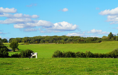 Wall Mural - Idyllic rural landscape in Dolberg. Grazing cow on a lush green meadow.
