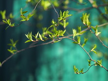 Blooming Green Buds Of Bush Branches, Trees Against Background Of Shadow Of Green Fence. Spring Hope, Arrival Of Renewal. Change Of Seasons And Relief In Clothes. Striving Upward, Reaching The Peaks