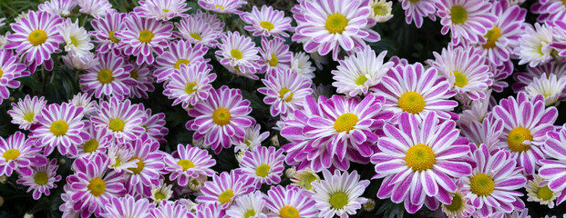 Wall Mural - White magenta chrysanthemum blossom, panoramic background wallpaper natural flower header backdrop horizontal photography