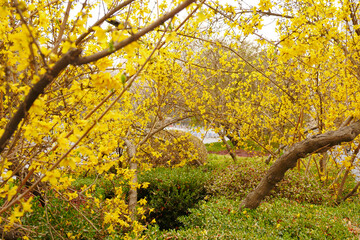 Wall Mural - Yellow forsythia blooming in spring