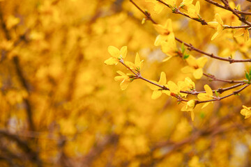 Wall Mural - Yellow forsythia blooming in spring