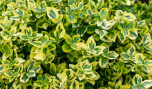 Euonymus Fortunei Emerald Gold With Visible Details. Background