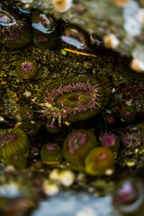 Sticker - Vertical closeup shot of acropora