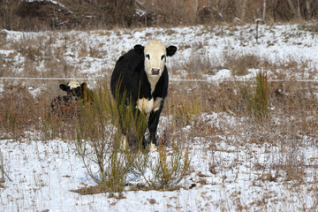 Canvas Print - Cows grazing in snowy landscpe in New Zealand