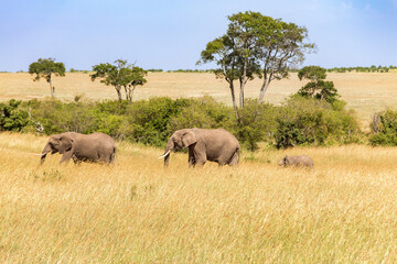 Sticker - Savanna landscape with walking Elephants