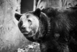 Fototapeta Pokój dzieciecy - Closeup beautiful portrait of big brown bear