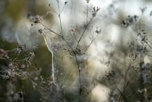 Closeup Shot Of A Spiderweb On Flowers On A Blurred Background