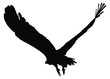 Silhouette of a vulture or eagle in flight, isolated on a white background. Vector illustration.