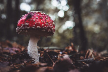 Closeup Shot Of Fly Agaric Mushroom Growing In The Forest