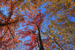 Oak trees with vivid autumn leaves on blue sky background
