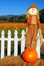 An Autumn Scarecrow And Fall Pumpkins Stand At The Entrance Of A Pumpkin Patch And Farm Just Before Halloween In October