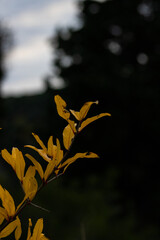 Wall Mural - Vertical shot of a pomegranate tree branch with yellow dry leaves isolated on a blurry background