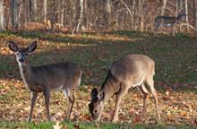 Three Whitetail Deer At A Forest Edge