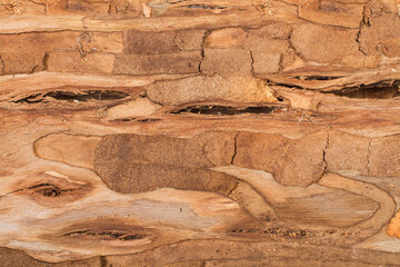 Wall Mural - Textura fondo de madera corteza de árbol rústico. Vista superior y de cerca