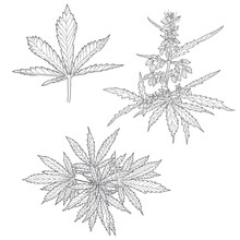 Hemp, Cannabis Leaves And Stems. Vector Sketch Of A Cannabis Plant