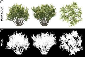 Wall Mural - 3D Rendering of Front, Left and Top view of Trees (Baccharis Pilularis) with alpha mask to cutout and PNG editing. Forest and Nature Compositing.