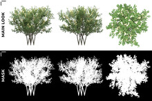 3D Rendering Of Front, Left And Top View Of Trees (Brunfelsia Americana) With Alpha Mask To Cutout And PNG Editing. Forest And Nature Compositing.