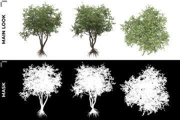 Wall Mural - 3D Rendering of Front, Left and Top view of Trees (Clusia Rosea) with alpha mask to cutout and PNG editing. Forest and Nature Compositing.