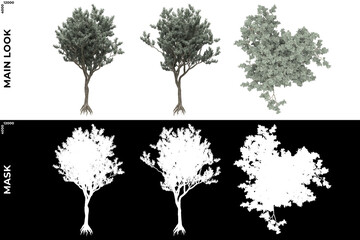 Wall Mural - 3D Rendering of Front, Left and Top view of Trees (Conocarpus, Erectus) with alpha mask to cutout and PNG editing. Forest and Nature Compositing.