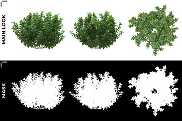 Wall Mural - 3D Rendering of Front, Left and Top view of Trees (Ficus microcarpa) with alpha mask to cutout and PNG editing. Forest and Nature Compositing.