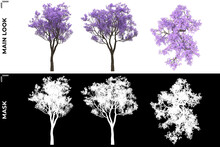 3D Rendering Of Front, Left And Top View Of Trees (Jacaranda Mimosifolia) With Alpha Mask To Cutout And PNG Editing. Forest And Nature Compositing.