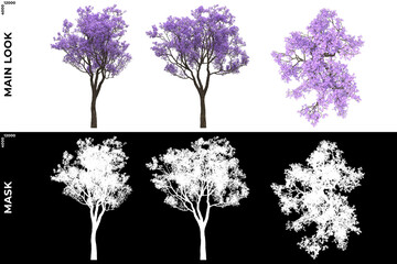 Wall Mural - 3D Rendering of Front, Left and Top view of Trees (Jacaranda Mimosifolia) with alpha mask to cutout and PNG editing. Forest and Nature Compositing.