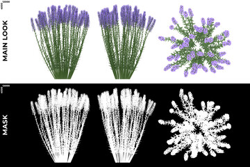 Wall Mural - 3D Rendering of Front, Left and Top view of Trees (Lavandula ANgustifolia) with alpha mask to cutout and PNG editing. Forest and Nature Compositing.