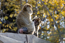 View Of Cute Macaques Sitting On The Stone In Their Habitat