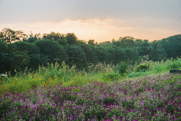 summer view of blooming wildflowers in the meadow. Globe Amaranth, Sulfur cosmos flowers and reeds in the countryside sunset