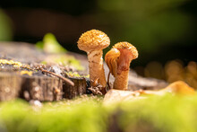 Armillaria Mellea Mushrooms, Two Small Mushrooms Grow On A Tree Stump. The Snail Is A Mushroom.
