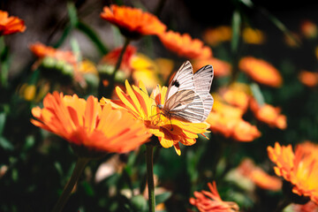 Poster - Closeup of the cabbage butterfly on pot marigold. Pieris brassicae.